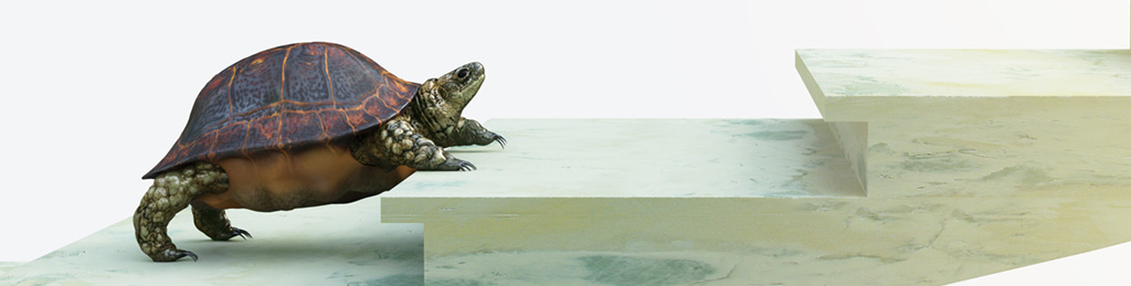 Eine Schildkröte, die eine Treppe hochklettert.