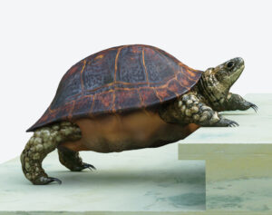 Eine Schildkröte, die eine Treppe hochklettert.